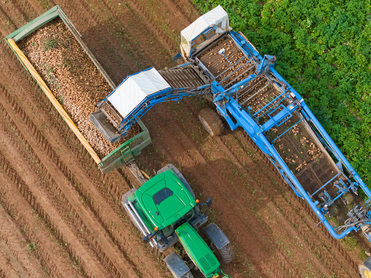 Farm machinery harvesting potatoes